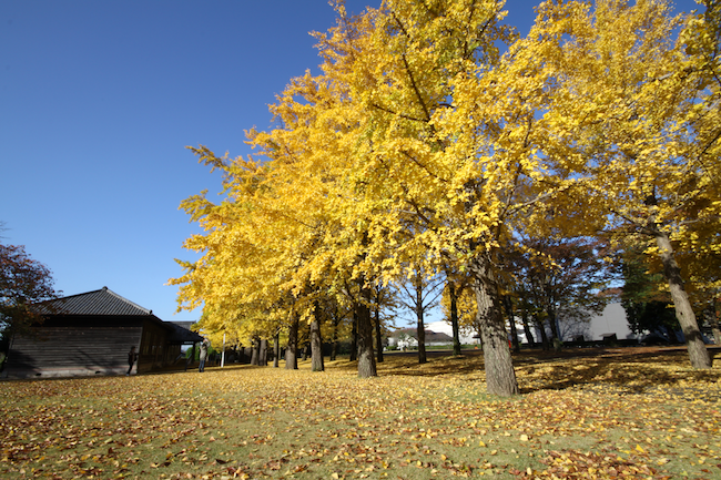 紅葉は赤だけじゃない。金色に包まれるゴールデンな「黄葉」スポット