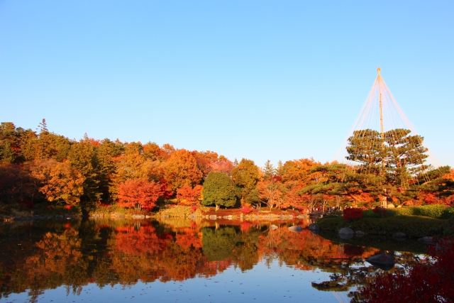 紅葉は赤だけじゃない。金色に包まれるゴールデンな「黄葉」スポット