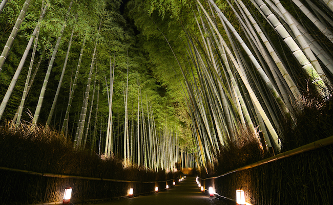 京都の冬を愉しめてこそ大人。夜の古都が光に浮かぶ嵐山花灯路へ