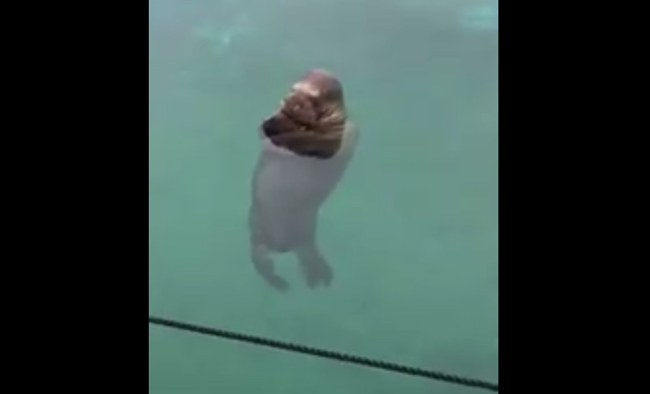 八景島シーパラダイス　セイウチ　考える人