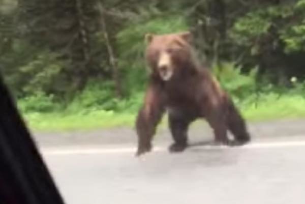 クマ　熊　動画