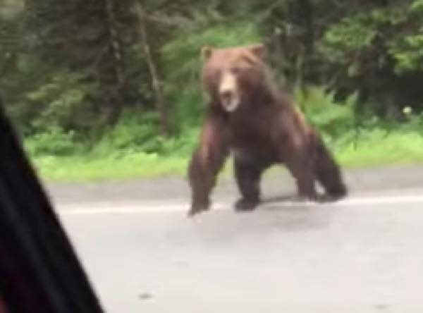 20171204_bear クマ 熊 動画