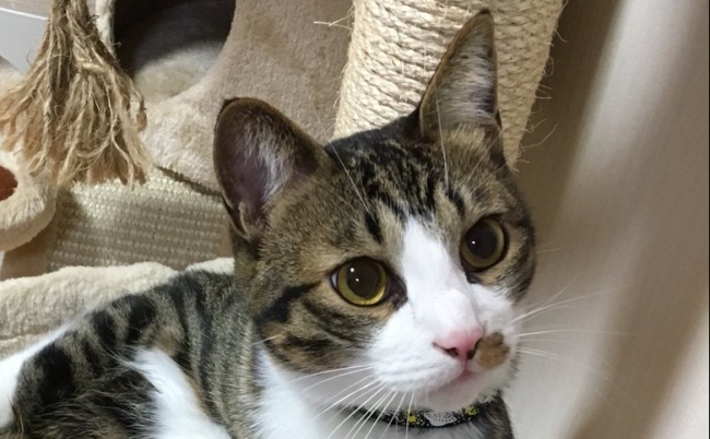 20171205_neko 猫 おっさん ツイッター