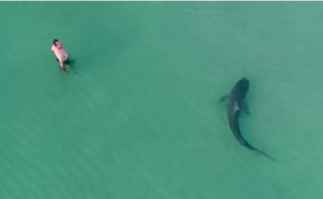 20171214_same フロリダ サメ