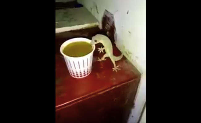 スクリーンショット 2018-01-20 21.25.05 インド ヤモリ チャイ 動画 ツイッター