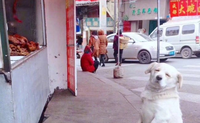 中国　ツイッター　犬　ローストチキン