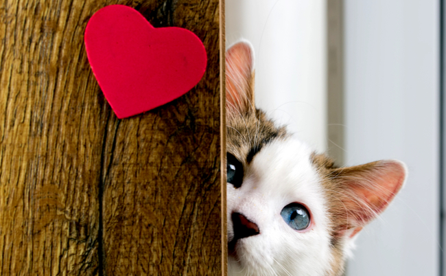 shutterstock_258170495 猫の日