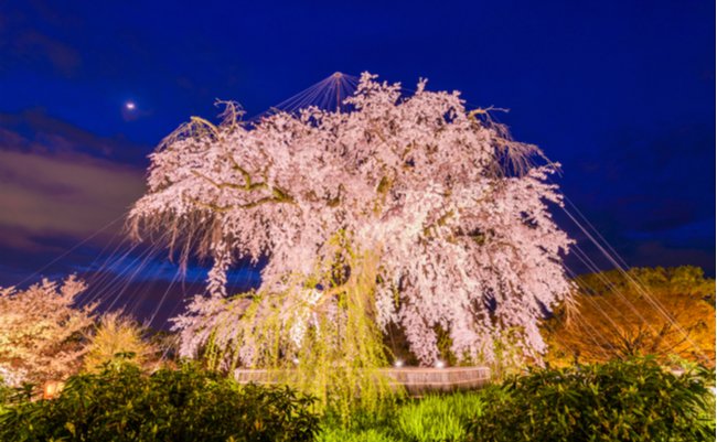 今年こそ。京都で最も有名な桜、円山公園のしだれ桜を愛でる旅に