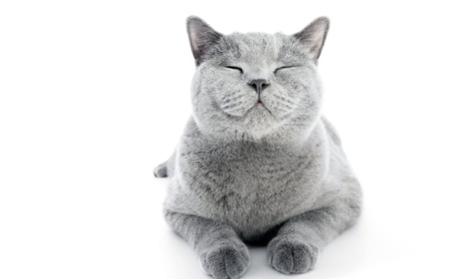 shutterstock_684452320