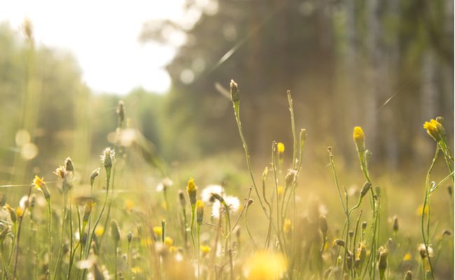 shutterstock_118291780