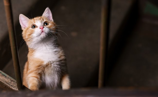 大阪地震で猫の脱走が続出。科学者が教える逃げたペットの探し方