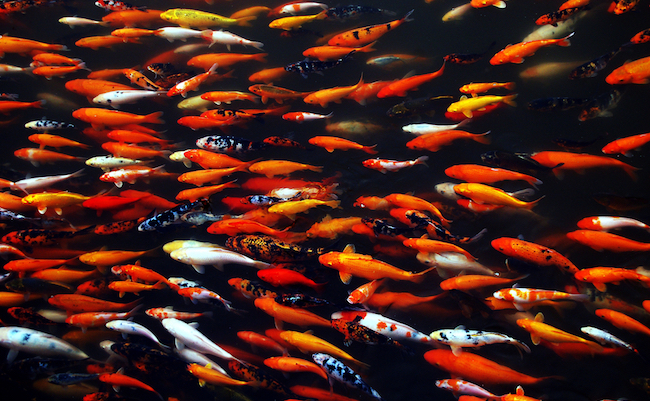 shutterstock_16138792