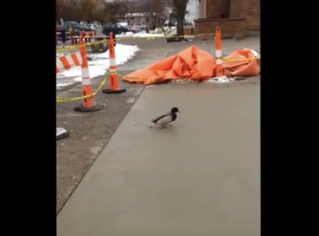 8c7d39b51f5b051af81fd13236209000 copy