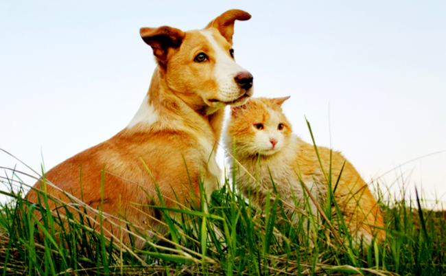 shutterstock_1080787505