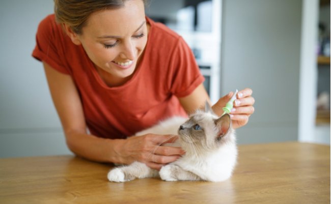 後悔しないために。猫好き科学者が勧めるペット用ノミ駆除剤は？