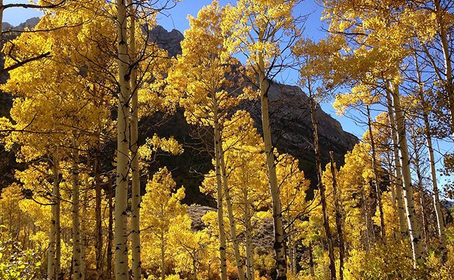 1024px-2013-10-06_15_04_21_Aspens_during_autumn_along_the_Changing_Canyon_Nature_Trail_in_Lamoille_Canyon,_Nevada