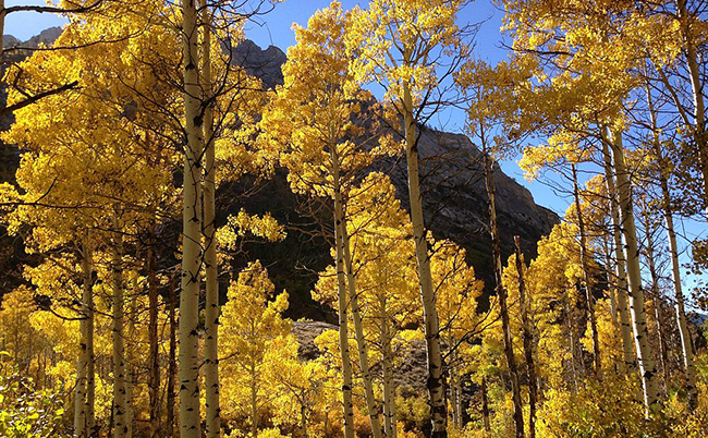 1024px-2013-10-06_15_04_21_Aspens_during_autumn_along_the_Changing_Canyon_Nature_Trail_in_Lamoille_Canyon,_Nevada