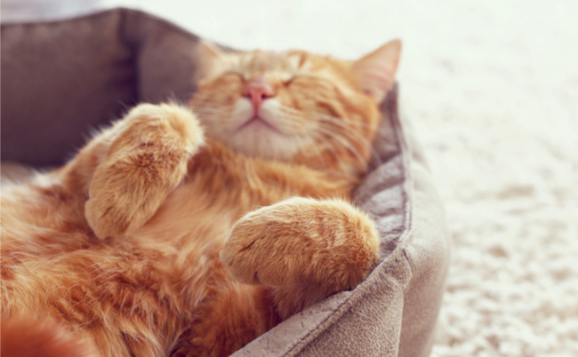 shutterstock_278842925