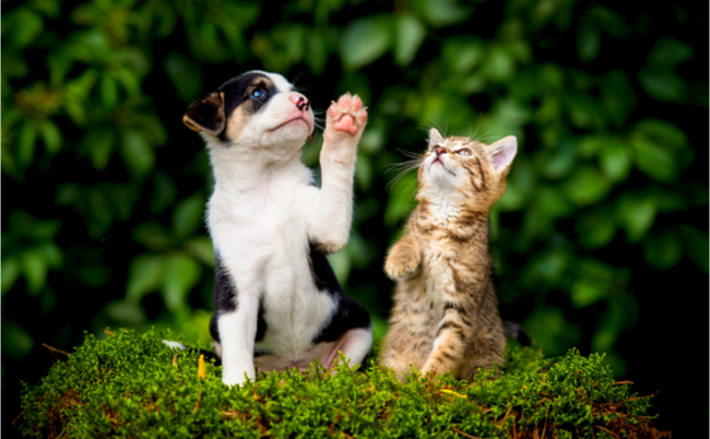 shutterstock_654539092