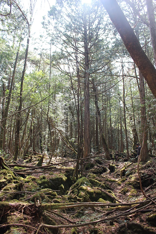 なぜ人は 樹海 に惹かれるのか 青木ヶ原に観光客が急増のワケ まぐまぐニュース