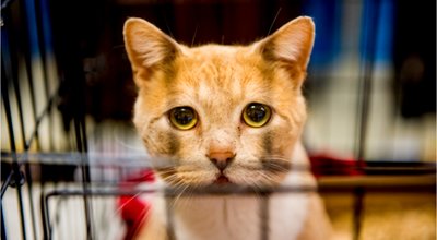 shutterstock_625893158