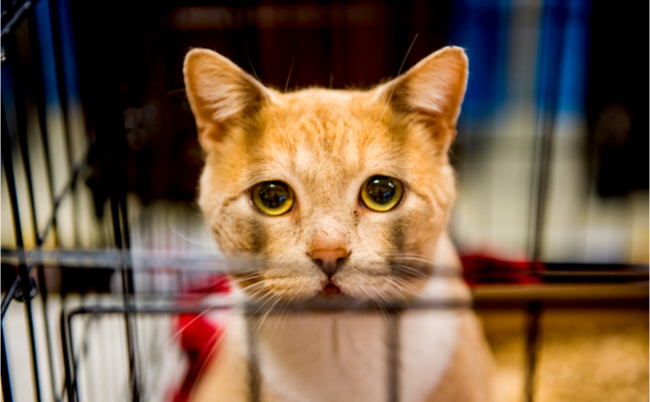 shutterstock_625893158