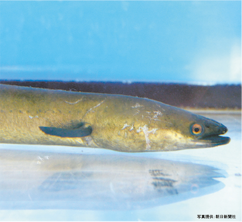28_未来に残したい ニホンウナギ