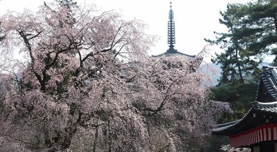 kyoto20190227