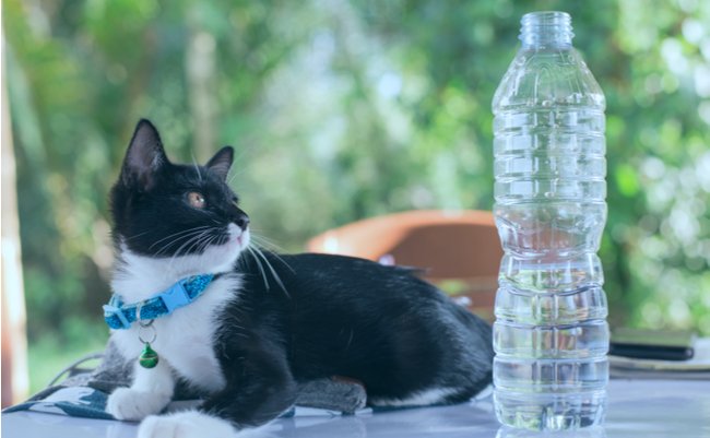 NY在住猫好きの医師が断言。「純水は体に悪い」に明確な根拠なし