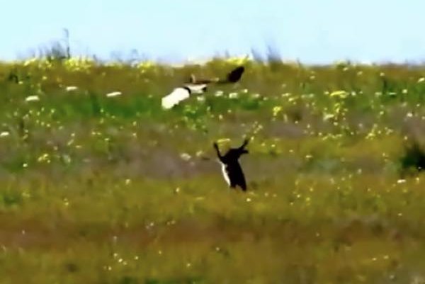 43d747f7e42ce93e1b337ac0697899b1