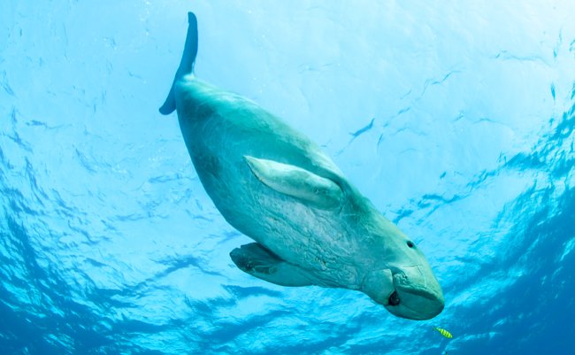 shutterstock_1210100434