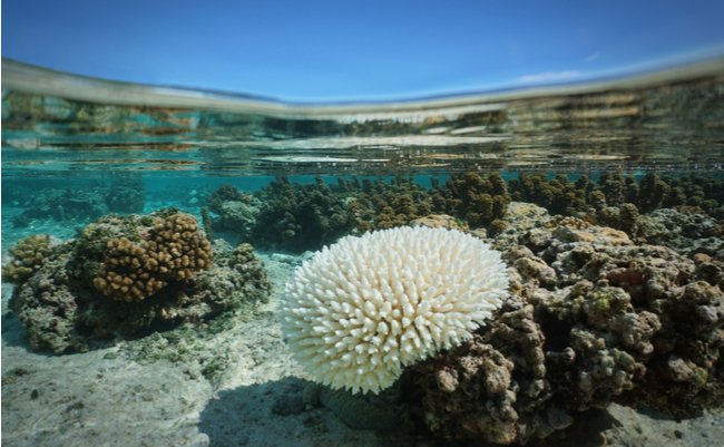 サンゴ礁の北上と死滅が なぜ 沖縄の海の青さ を奪うのか まぐまぐニュース