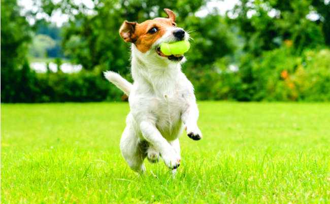 shutterstock_526957903