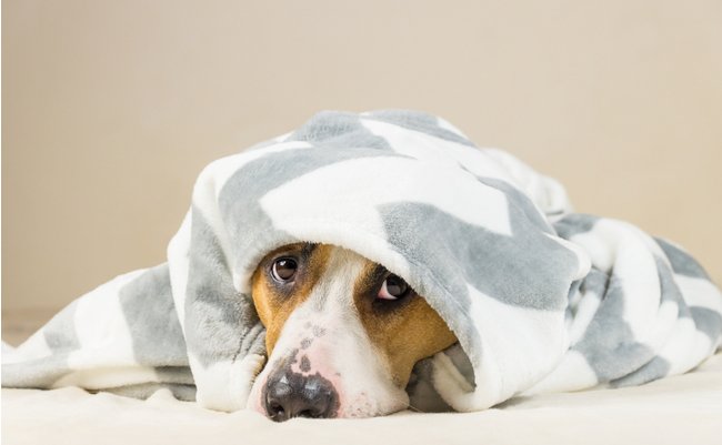 shutterstock_777126328