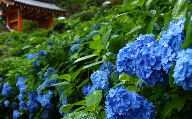 kyoto20190531
