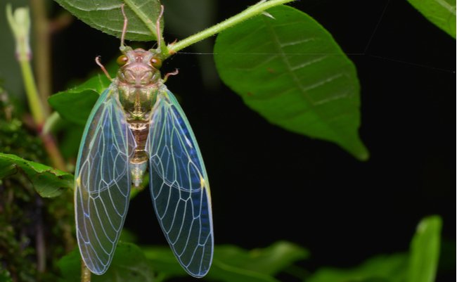 shutterstock_1068451898