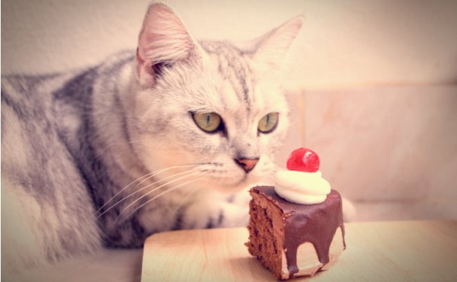 猫にチョコレートはダメ、絶対。中毒症状の原因ともしもの対処法