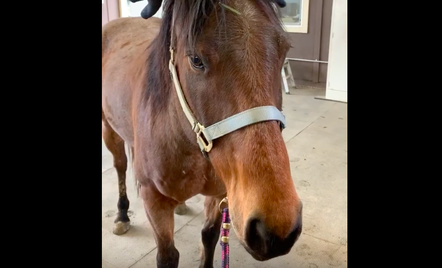 スクリーンショット 2019-06-03 19.34.59