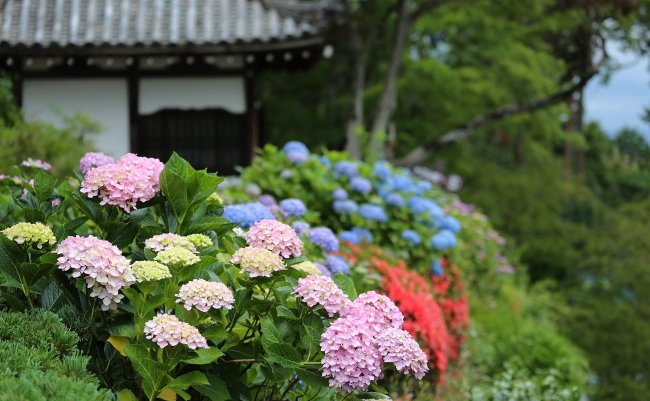 山肌を埋める1万本の紫陽花。京都西山の穴場、善峯寺の道を征く
