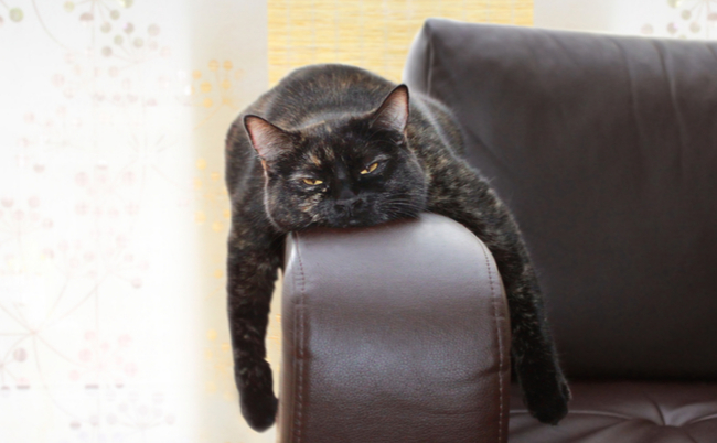 shutterstock_211513189