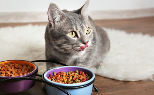 shutterstock_600977732