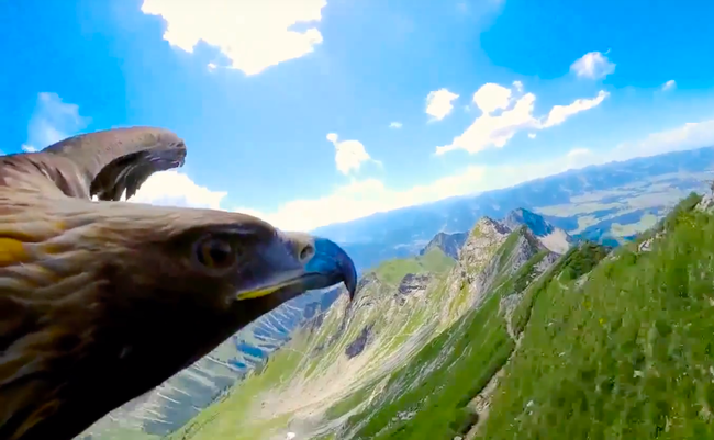 【動画】鷲にカメラを取り付ける→ 大空を飛ぶ感じを味わえた