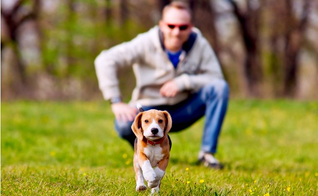 ドッグランで喜ぶのは飼い主だけ 犬には迷惑だと気づいて まぐまぐニュース