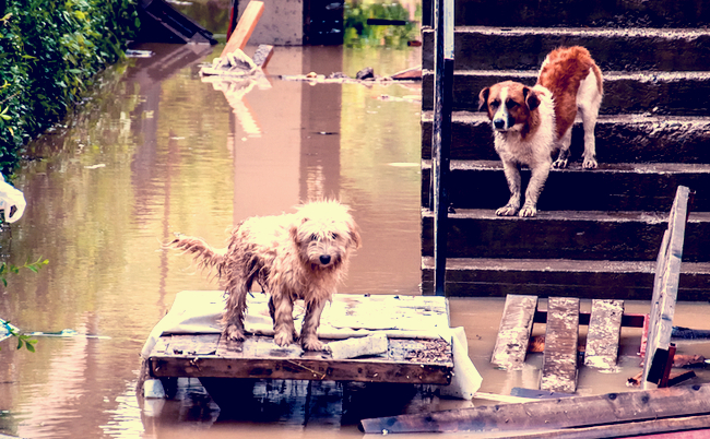 shutterstock_1369384715