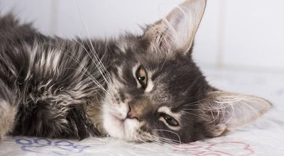 shutterstock_252938626-650x401