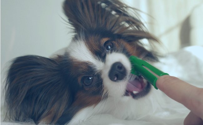 shutterstock_1006818043