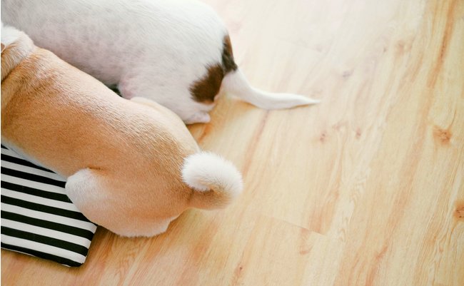 獣医師が教える 尻尾を骨折した犬の様子と家での応急処置方法 まぐまぐニュース