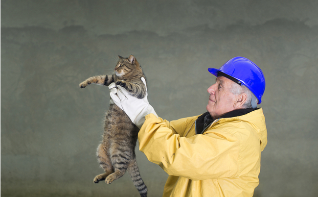 shutterstock_341866535