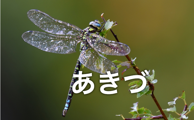 無題のデザイン (46)