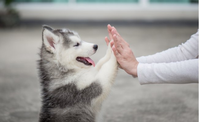 現役獣医師が教える 犬の 黒い爪 を切るときの3つのポイント まぐまぐニュース